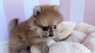 ポメラニアンの動画01