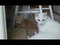 Cream Tabby Cat Try To Get Along With White Van Kedisi Cat Shorts
