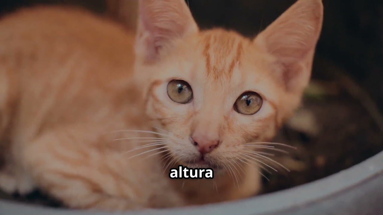20 Cassetadas Hilárias de Gatos e Cachorros