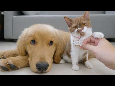 YouTube 썸네일