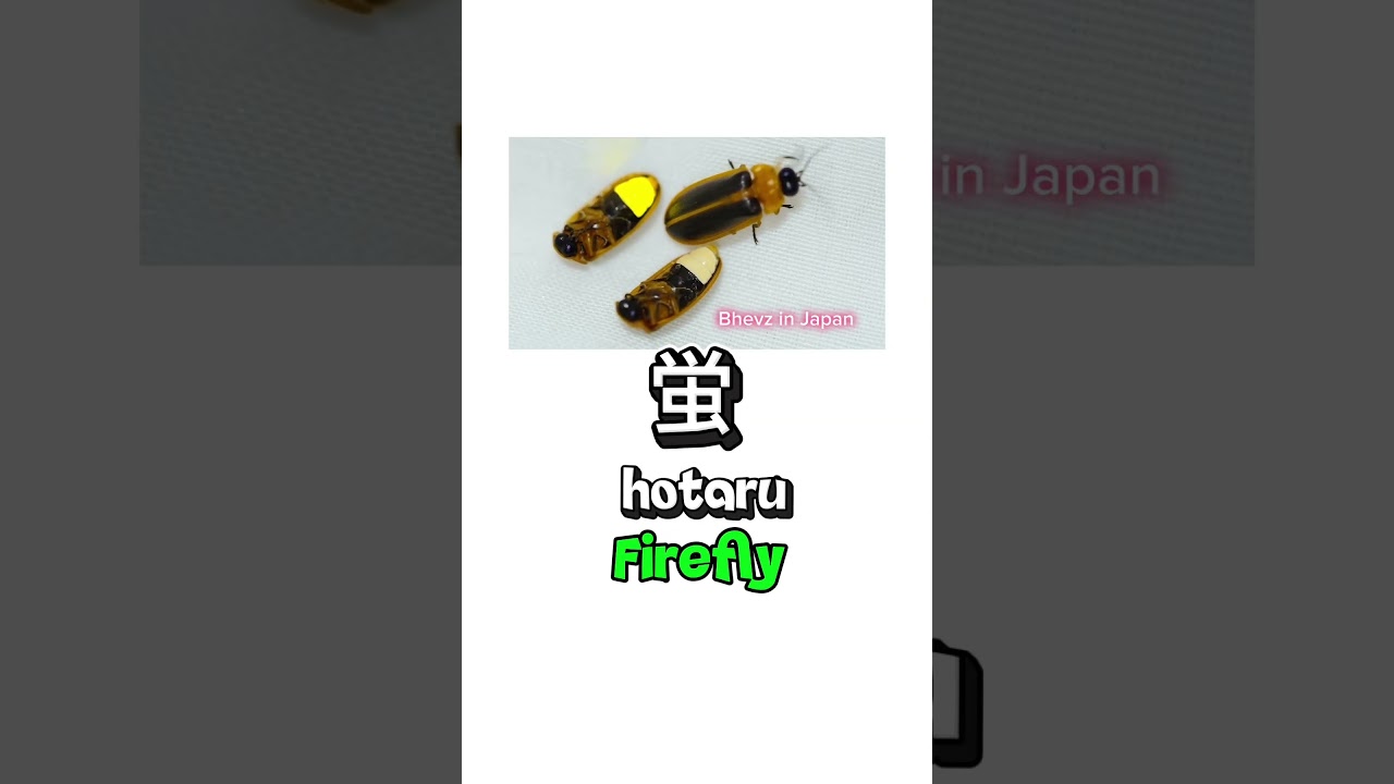 Common Insect in Japanese #nihongo #jlpt #japanese