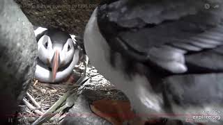 Atlantic Puffin Burrow Cam   baby puffins   Explore org   Google Chrome 6 26 2019 4 11 04 PM