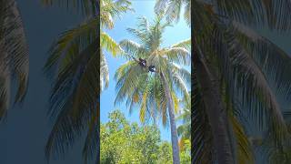 Download lagu A young man who is skilled at climbing coconut trees mp3