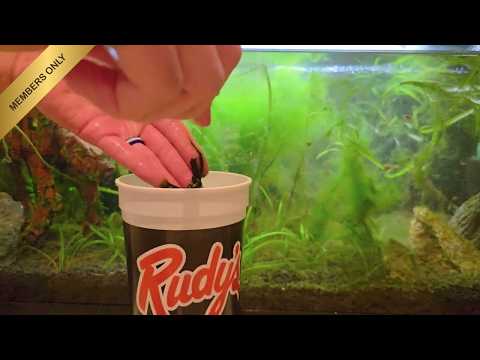 My Stem Plants Hate Me