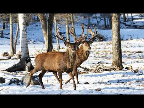 A Christmas Miracle for a Baby Reindeer (4K Documentary)