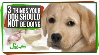 3 Things Your Dog Should Not Be Doing