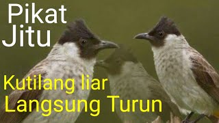 Download lagu kutilang liar pasti turun dengerin...!! kutilang ribut mp3