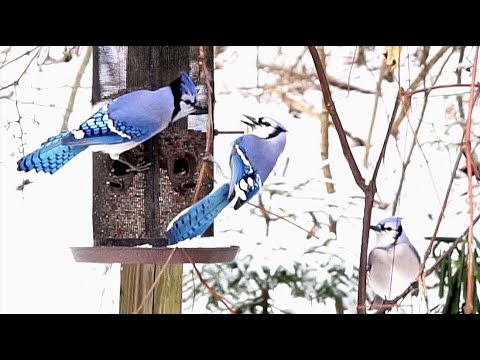Ten Minutes of Northeastern Birds at a Snow Covered Feeder - Happy Holidays!