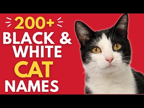 200+ Creative Black and White Cat Names | Names for a Tuxedo Cat (Boy and Girl Cat Names)