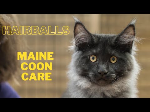 The Dreaded Maine Coon Hairball