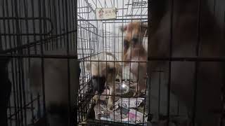 Video preview image #1 Chihuahua-Unknown Mix Puppy For Sale in Virginia Beach, VA, USA