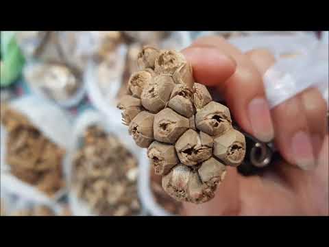 qhia tshuaj zoo cov neeg mob ua qoob zwm hauv cev