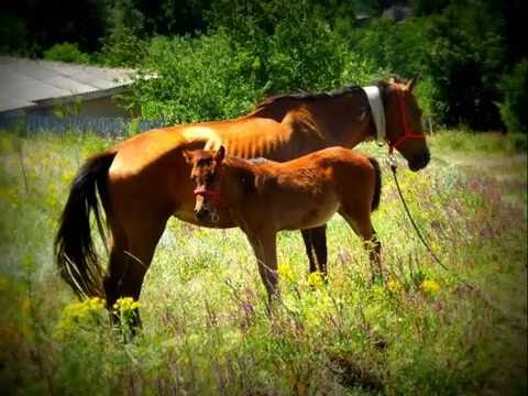 Tatarani in fotografii