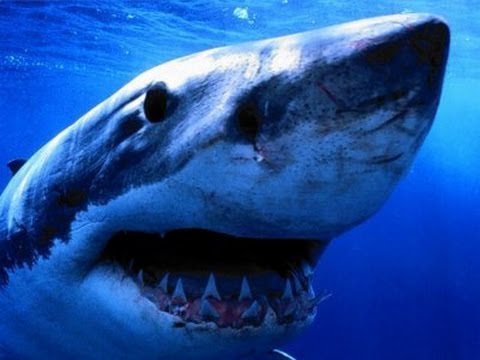Alaskan Killer Shark