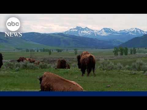 '7 Natural Wonders of America': Yellowstone National Park