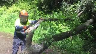 L'EMD retira els arbres caiguts per les últimes pluges
