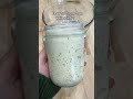 Quick Tip to Strengthen a Sluggish Starter #feedingsourdoughstarter