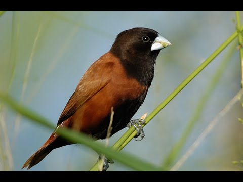 Mníška gaštanová (Lonchura atricapilla) — starostlivosť, voliéra a kŕmenie