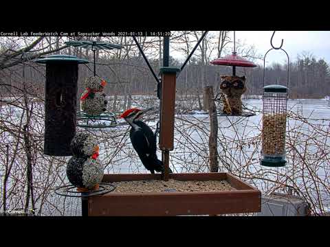 Male Pileated Woodpecker Dwarfs Other Visitors At Cornell Feeders – Jan. 13, 2021