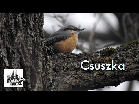 Csuszka