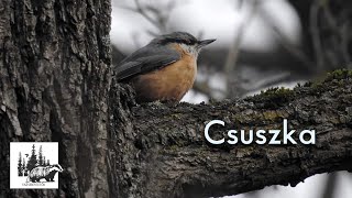 Csuszka – fajismertető videó