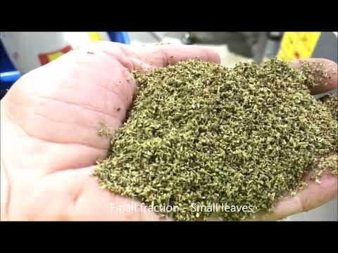 Herb processing line - Oregano
