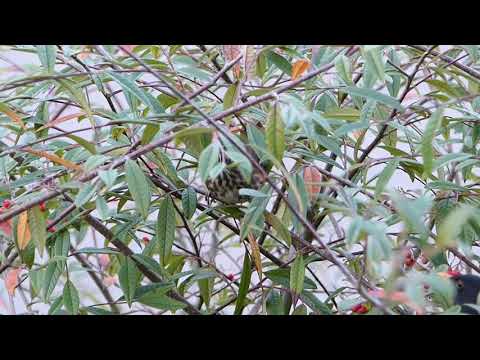 A Redwing Hiding in the Cotoneaster Shrub