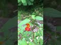 Come Explore With Me What Is This Blooming Beauty