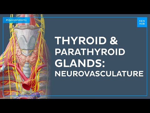 Blood supply and innervation of the thyroid and parathyroid glands - Quick Anatomy | Kenhub