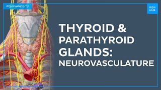 Blood supply and innervation of the thyroid and parathyroid glands - Quick Anatomy | Kenhub