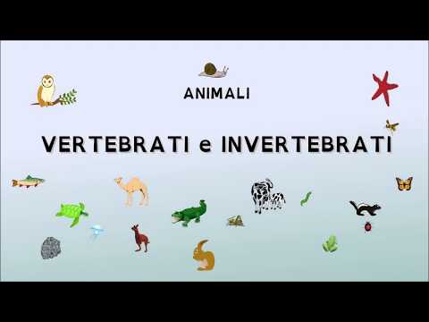 ANIMALI VERTEBRATI E INVERTEBRATI