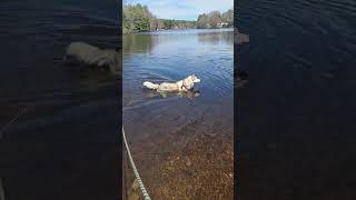 Video preview image #1 Siberian Husky-Unknown Mix Puppy For Sale in Wakefield, RI, USA