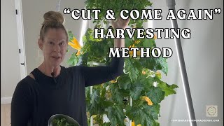 Maximize #harvesting #lettuce or Greens ~ Cut & Come Method #towergardening #verticalfarming