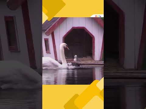 На Патриарших прудах в Москве у пары лебедей появились птенцы | ЖИТЬ