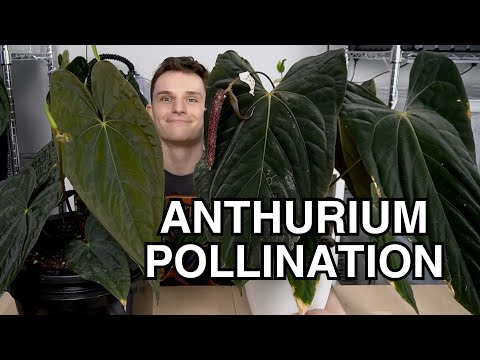 Anthurium Pollination Basics