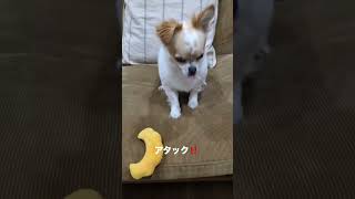 ぎんアタック‼️#shorts #犬 #犬のいる生活 #犬との暮らし #犬のいる暮らし #いぬ #いぬすたぐらむ #いぬのいる生活 #いぬのきもち #チワワ #癒し #子犬 #愛犬 #dog