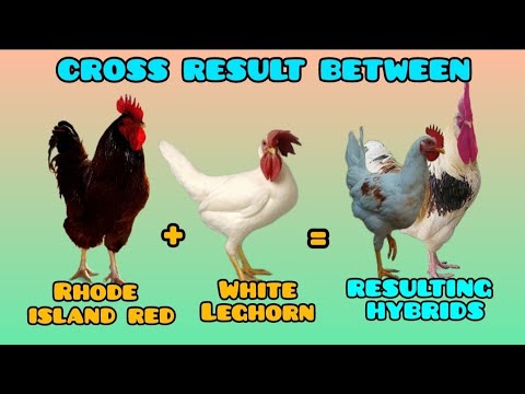Result of the cross between a Rhode Island Red rooster and a high-producing White Leghorn hen.