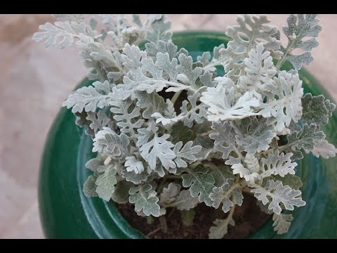 Care for a Dusty Miller Plant_ Silver Dust Video