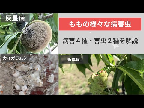 桜:最も重要な病気と害虫 トピックス