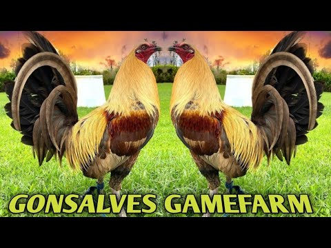 Pumpkin Grey GONSALVES FARM - Dylanwent