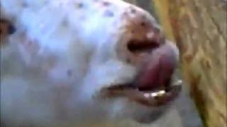 This can't be an ordinary goat.