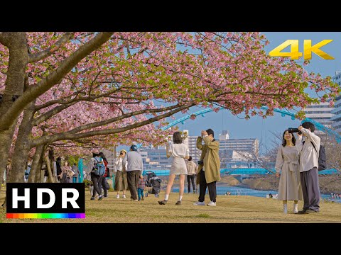 Tokyo Cherry Blossoms 2023 - Static Ambiance 4K HDR