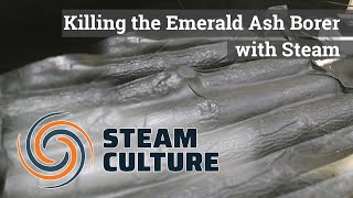 Killing the Emerald Ash Borer with Steam - Steam Culture