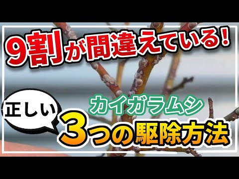コナカイガラムシ蘭ブラックソープ病を殺す