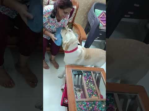 Jerry find his mother after 3 days #jerryboy #labrador