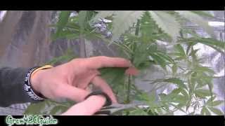 How to: Trim your Cannabis plants