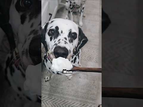 Homemade pup cups: 1 ingredient, infinite hope. 😅 #PupCup #linydalmatians #dalmatian #dalmatians