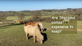 Are Shetland Ponies expensive to keep TV Episode 370