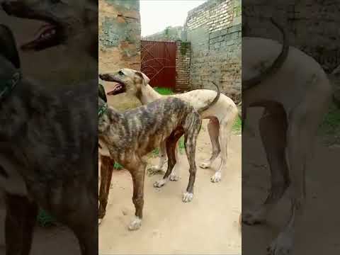 best dog race ever in Dog Race #dog #greyhound #shortvideo #vrial