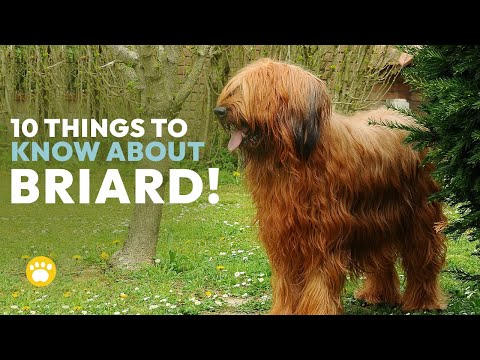 10 Things You Should Know About Briard Dogs